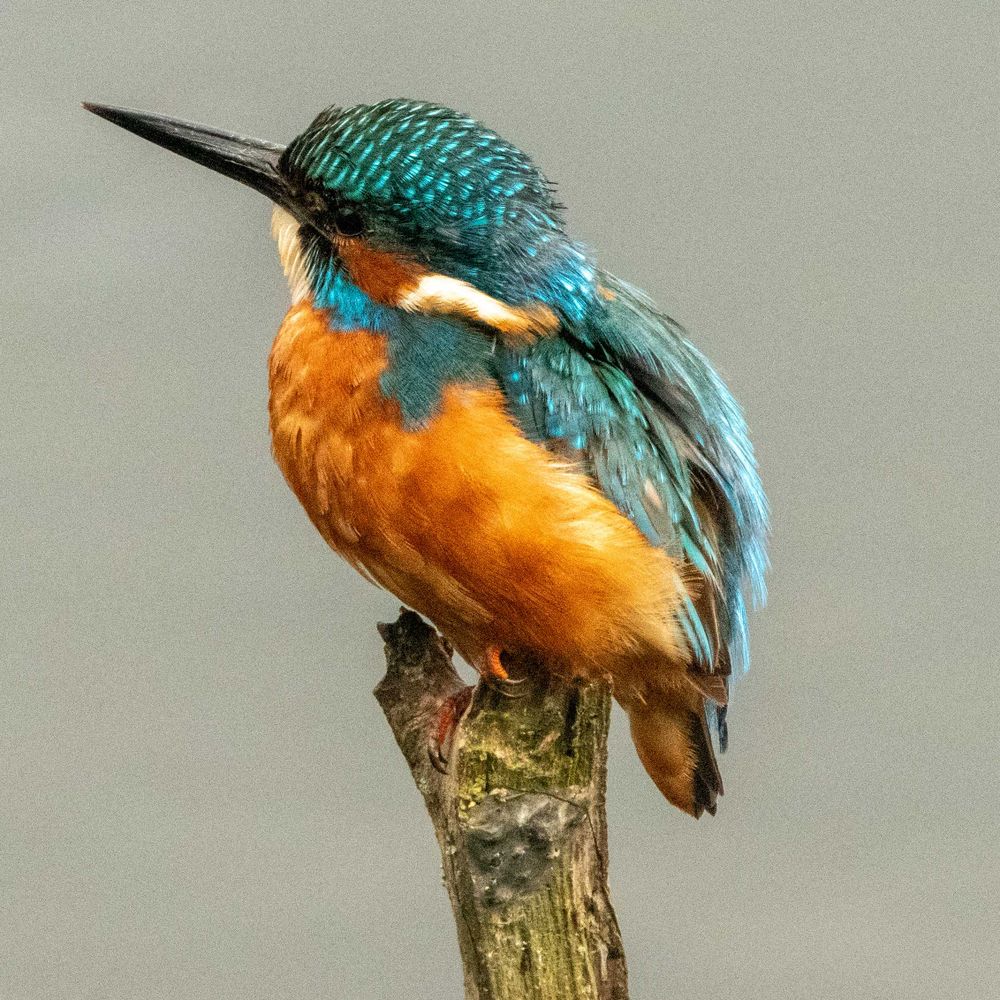 Fat Bird Photographer