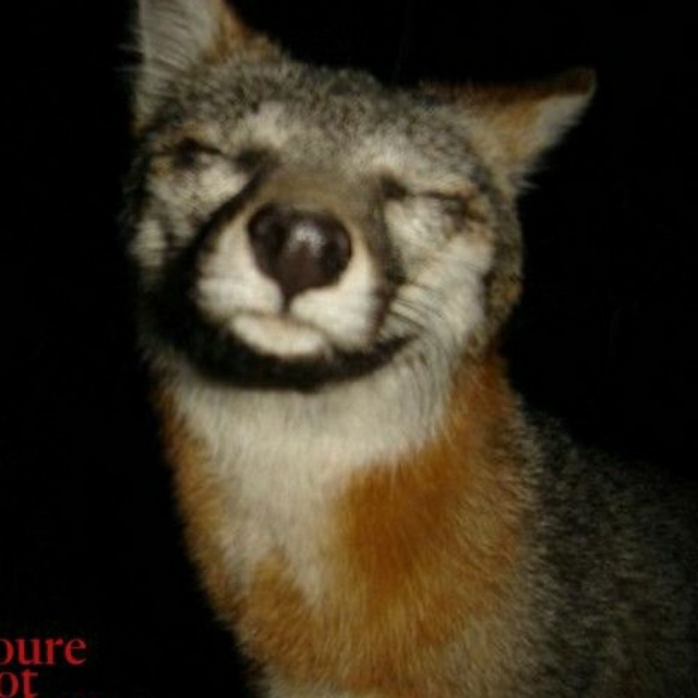 FOX