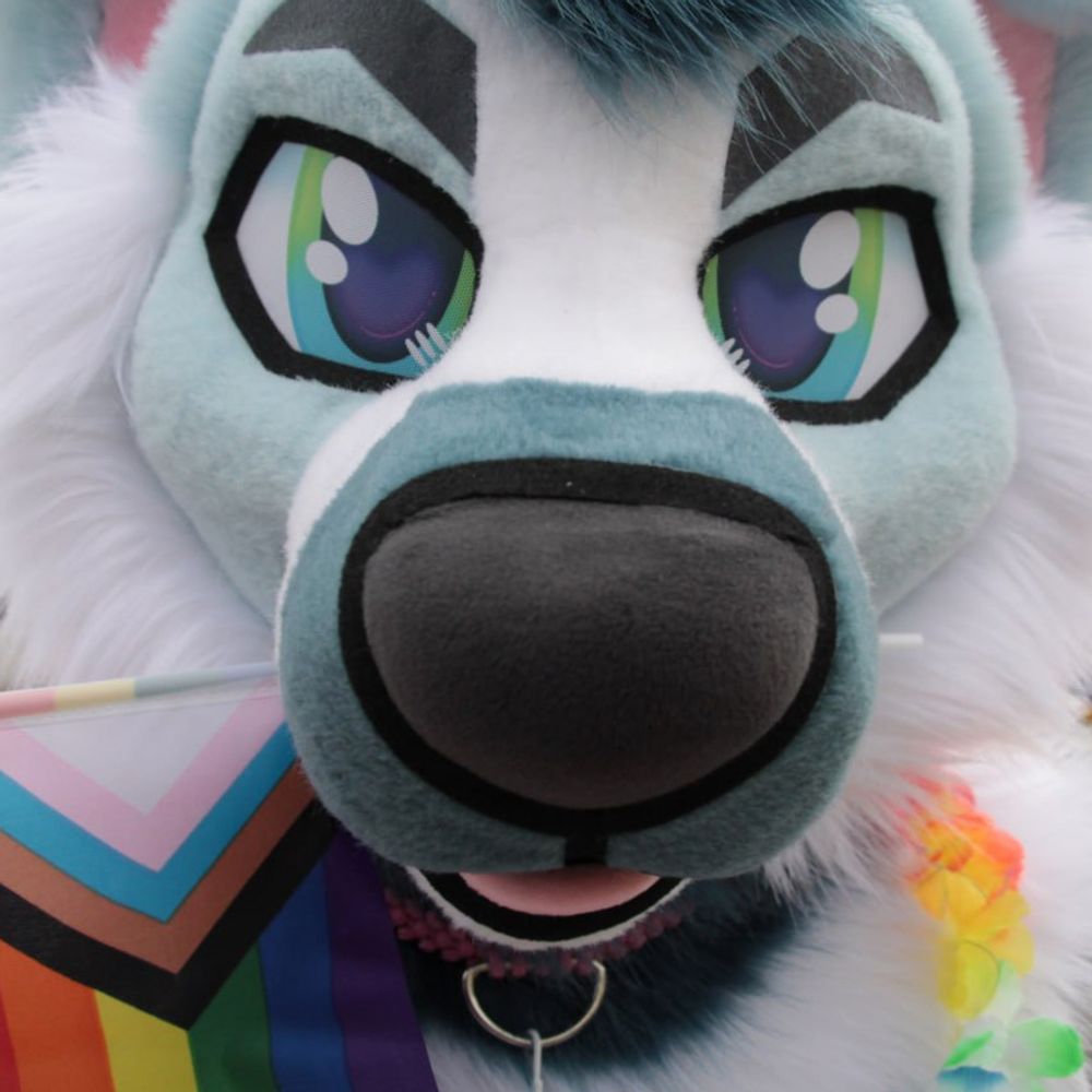 Denver Collie 🏳️‍🌈