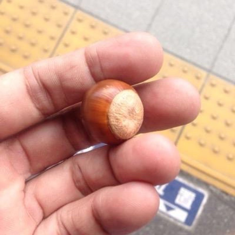いちごおきし🐙🥦🍉🧸