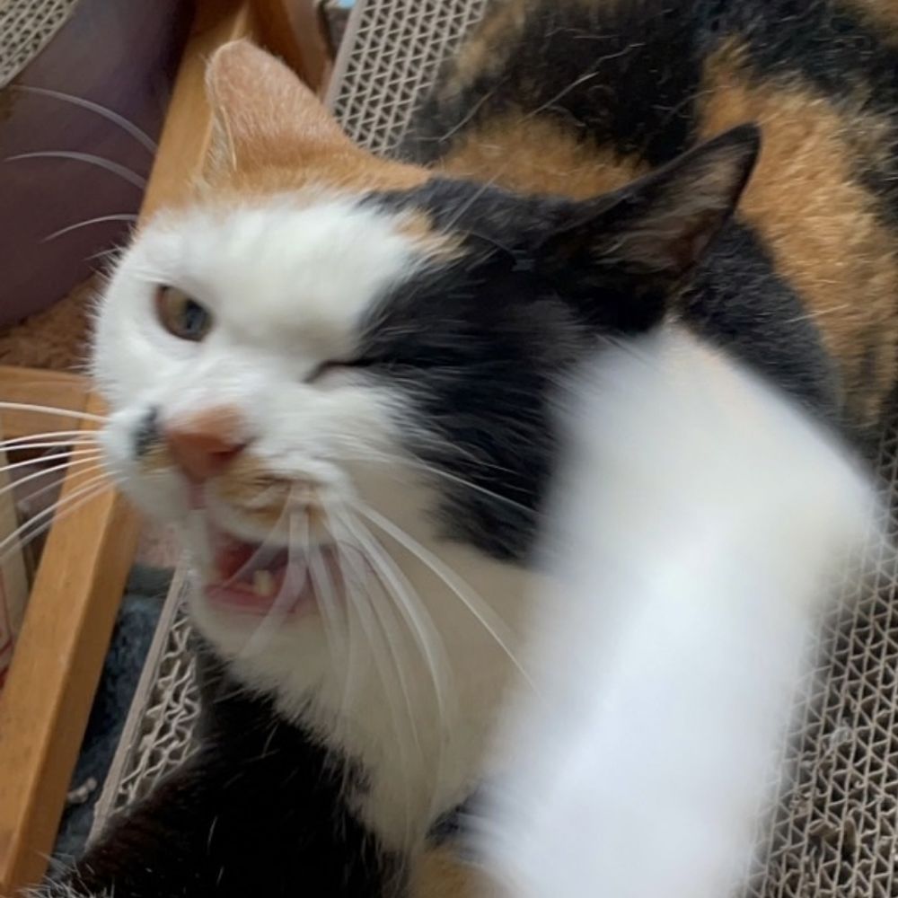 芋