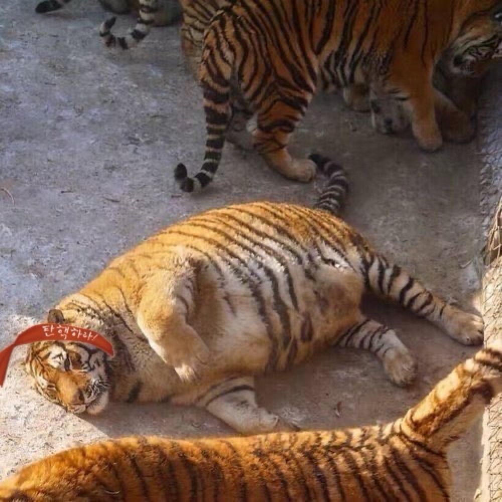 랭
