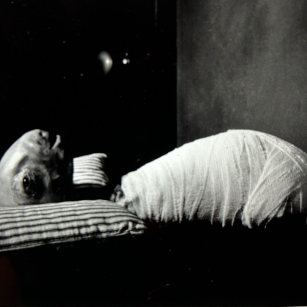 The Eraserhead Baby