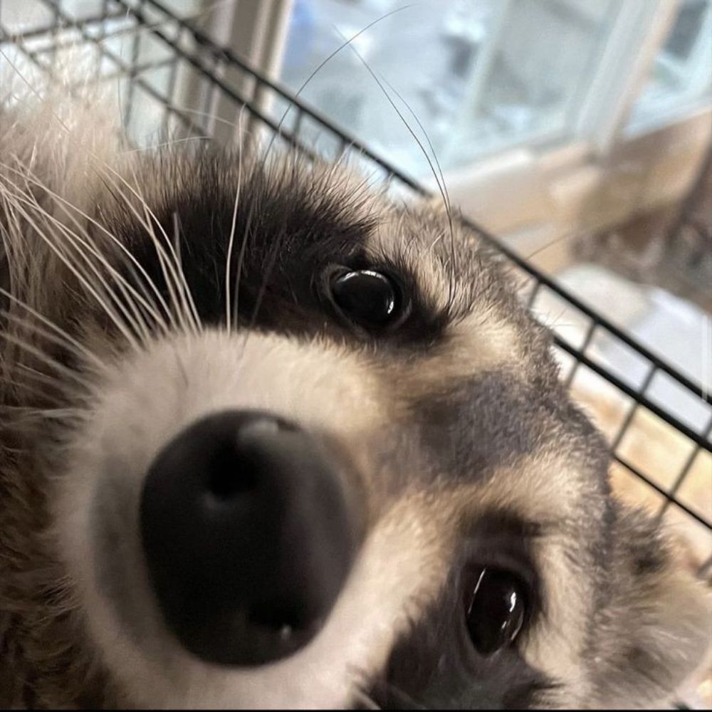 Just Taz