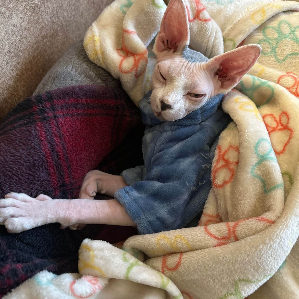 Bingu the Sphynx Cat & Friends