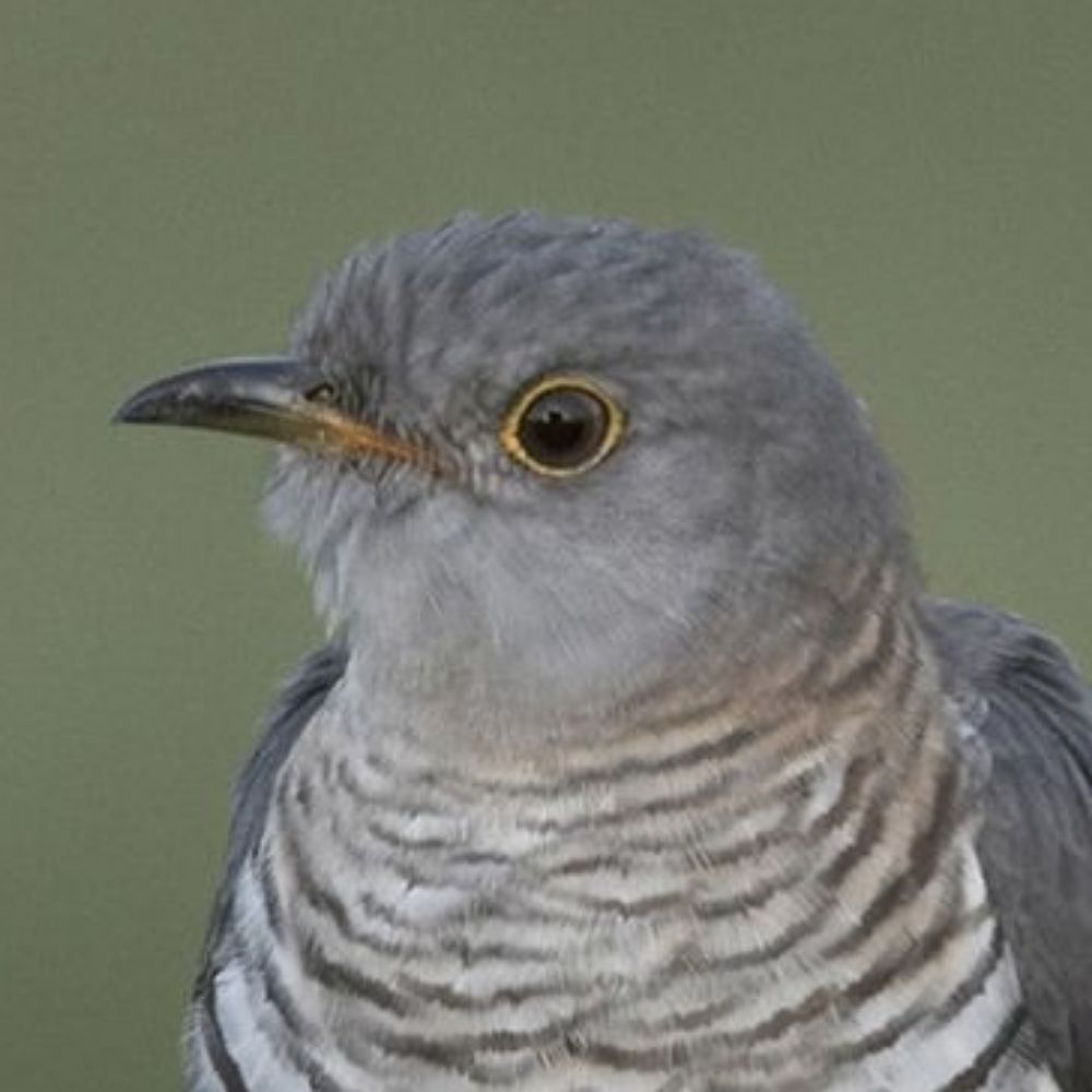 Cuckoo