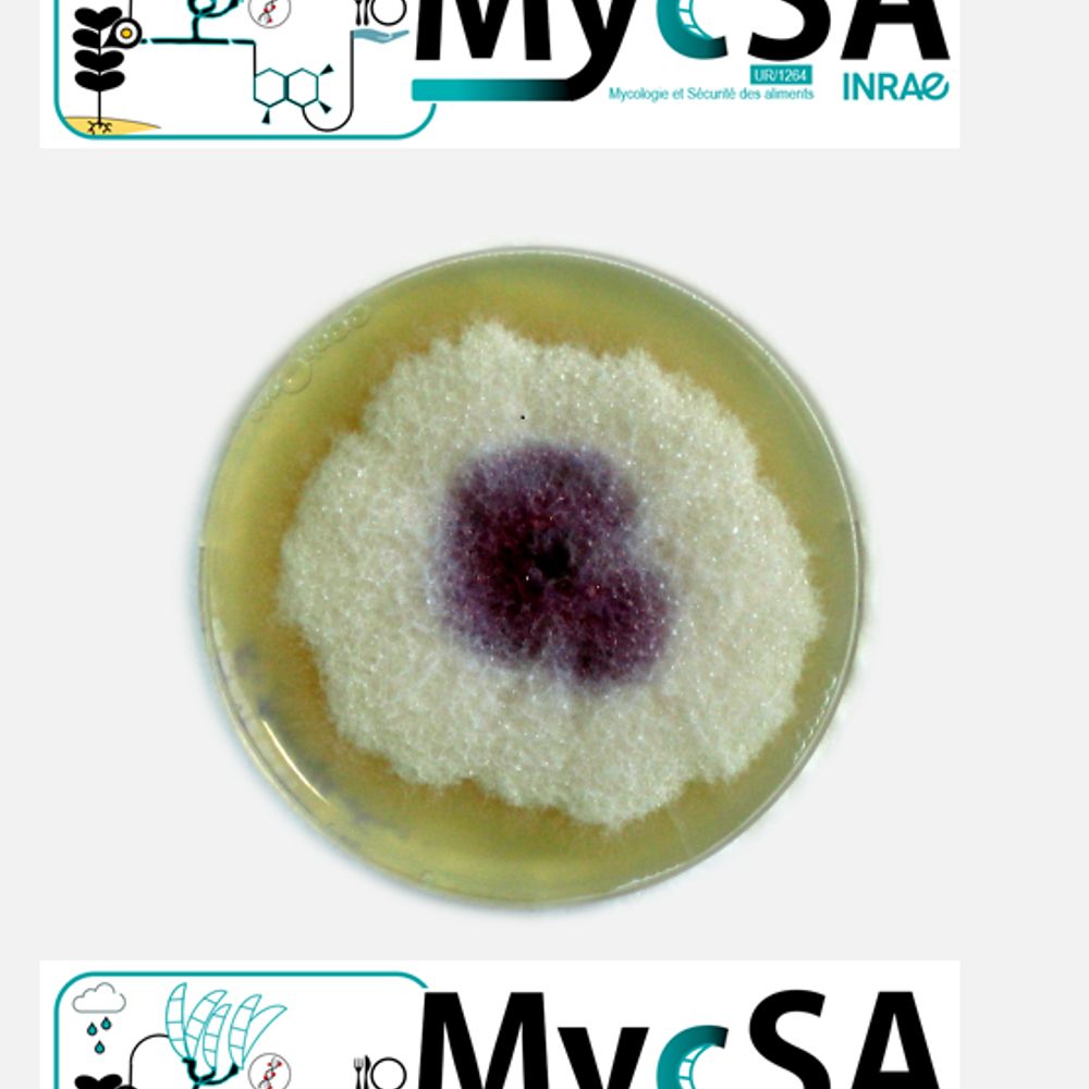 INRAE UR1264 MycSA