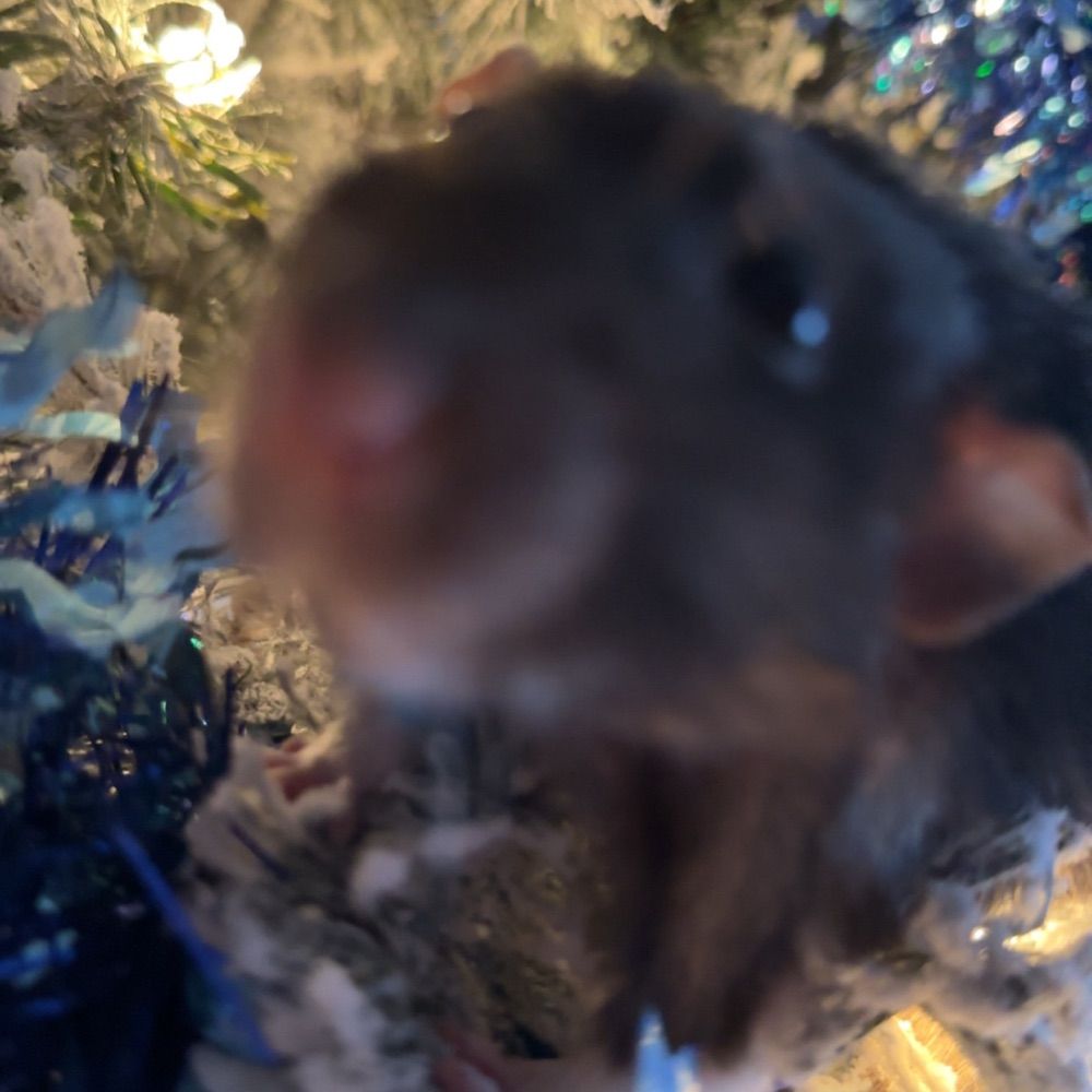 lilybunnix
