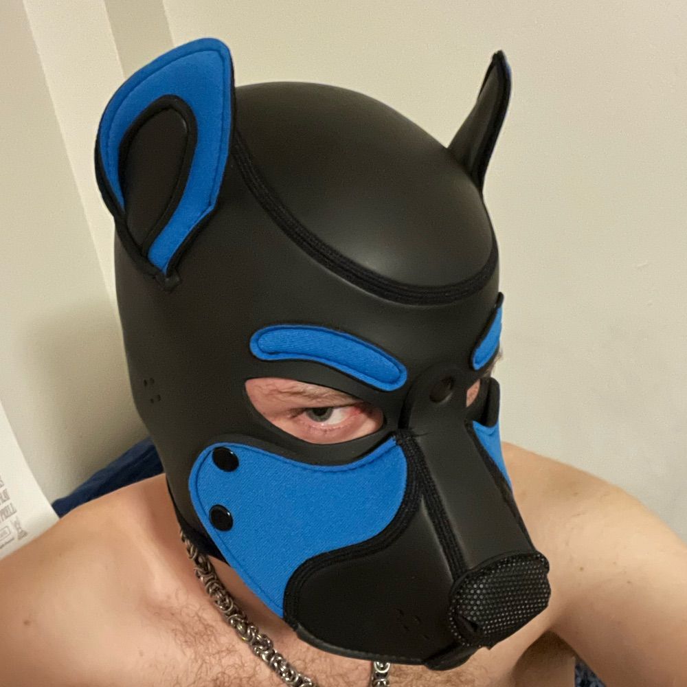 BanditThePup