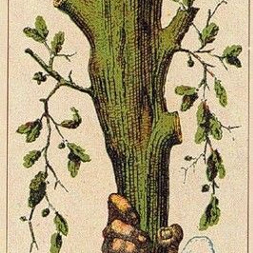 The Ace of Wands