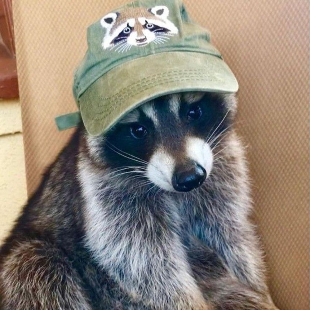 casper 🦝