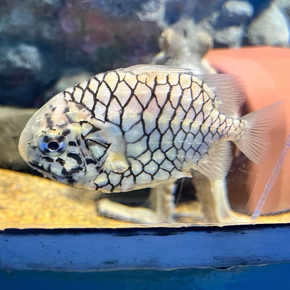 マツカサ太郎