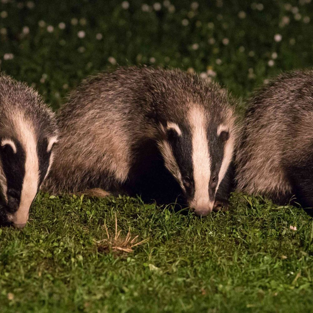 Somerset and Devon Badger Groups