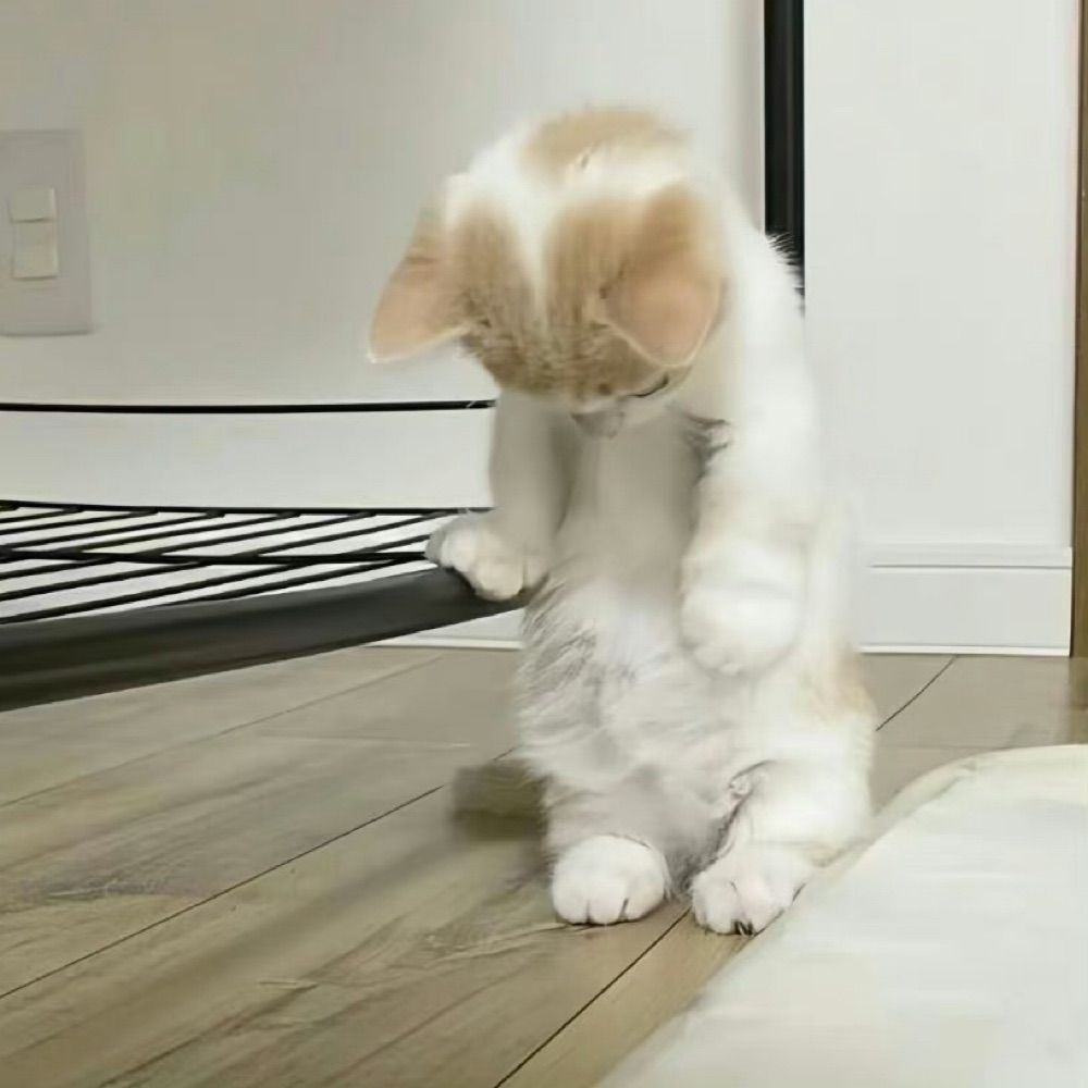 十二