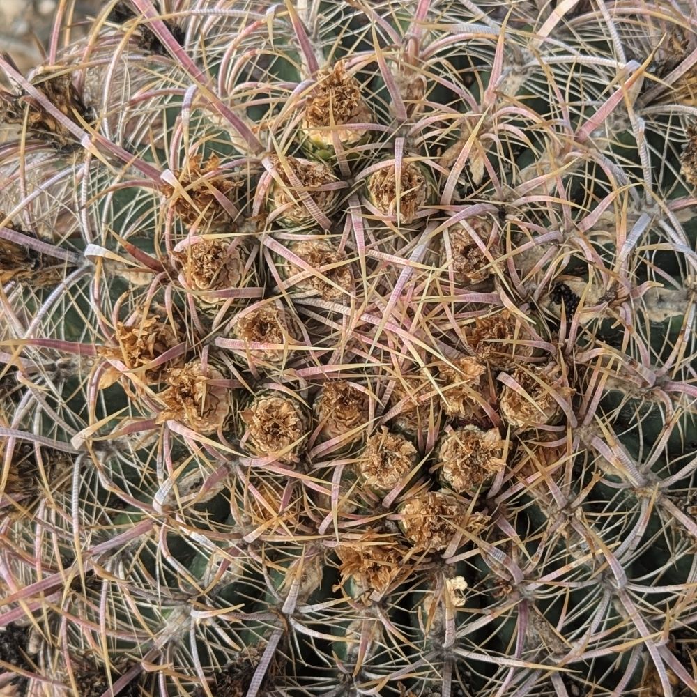Plantstigator