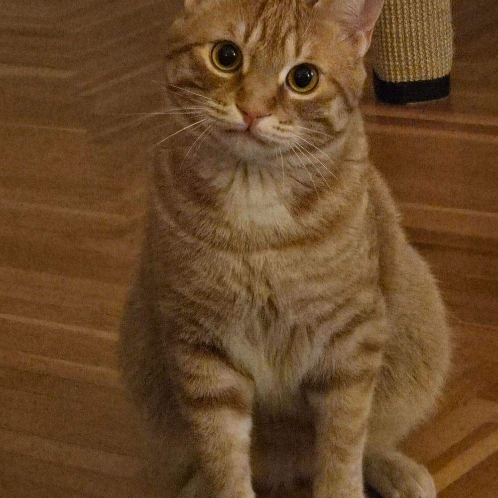 Eylek