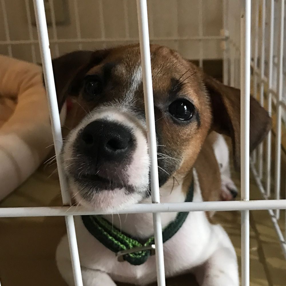 犬のぬいぐるみ
