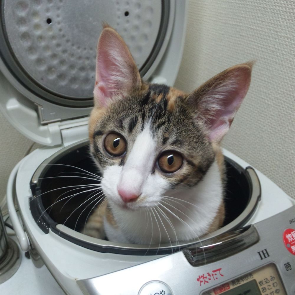 ピカ