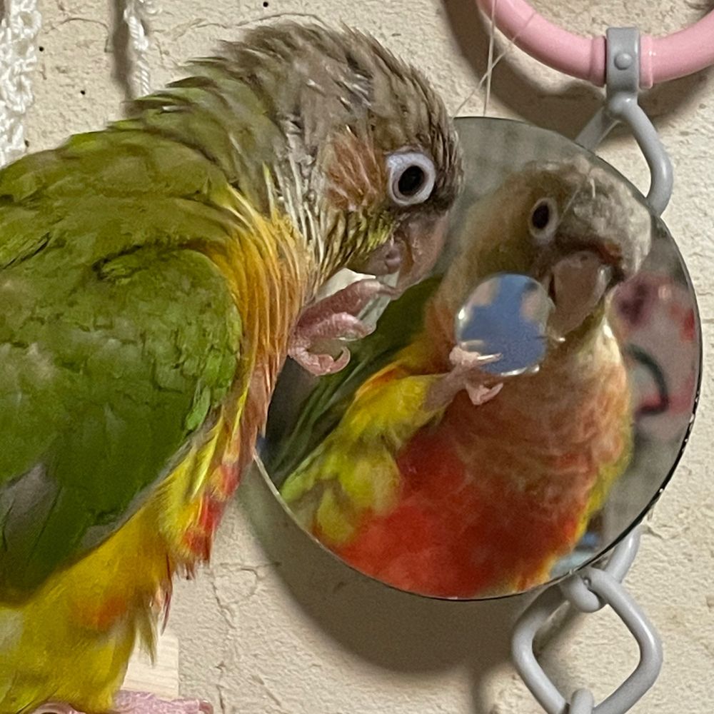 メモリー不足あるであ