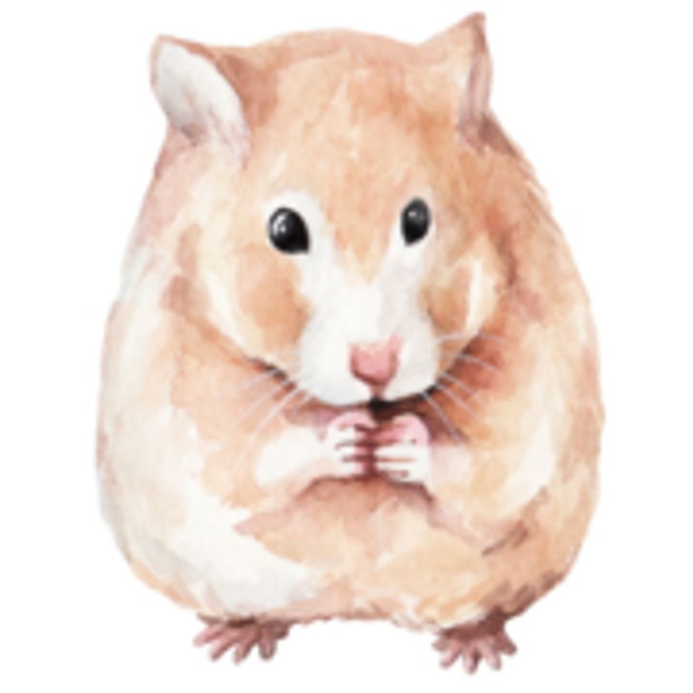 TheHamsterForum