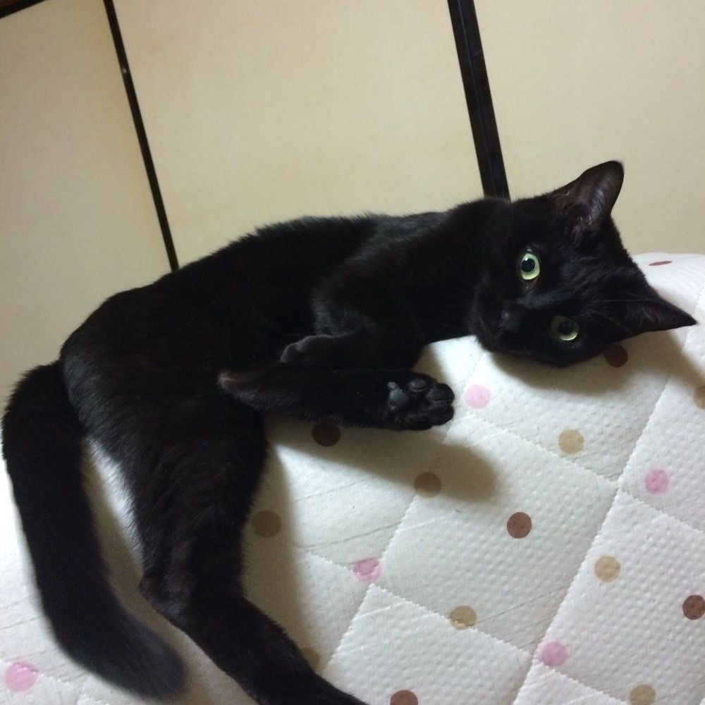 蝶々