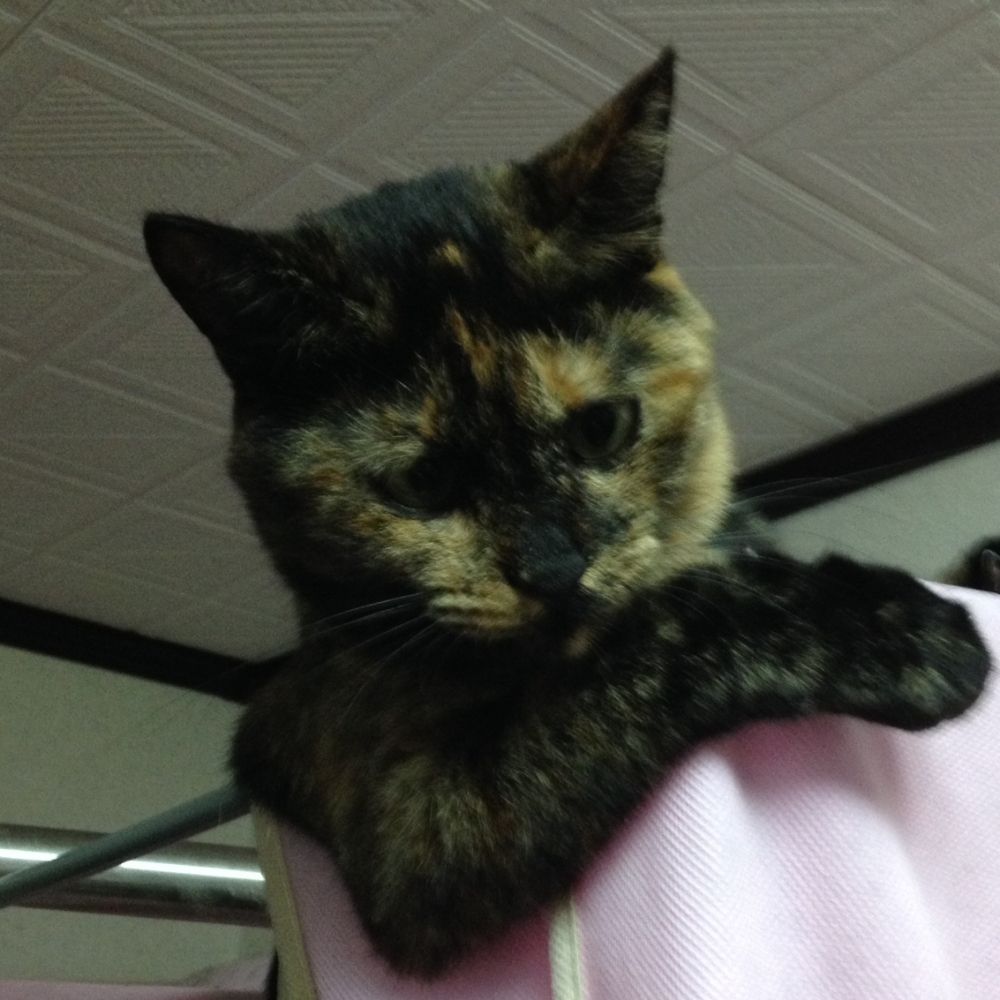 朝猫６p