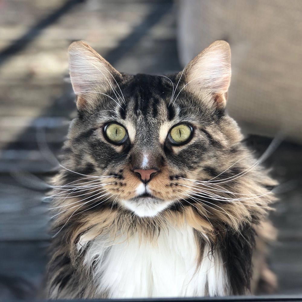 Crime Cat