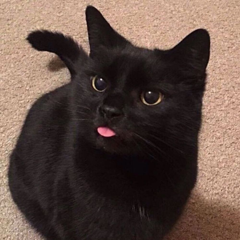 ซ.ซาย 🐈‍⬛