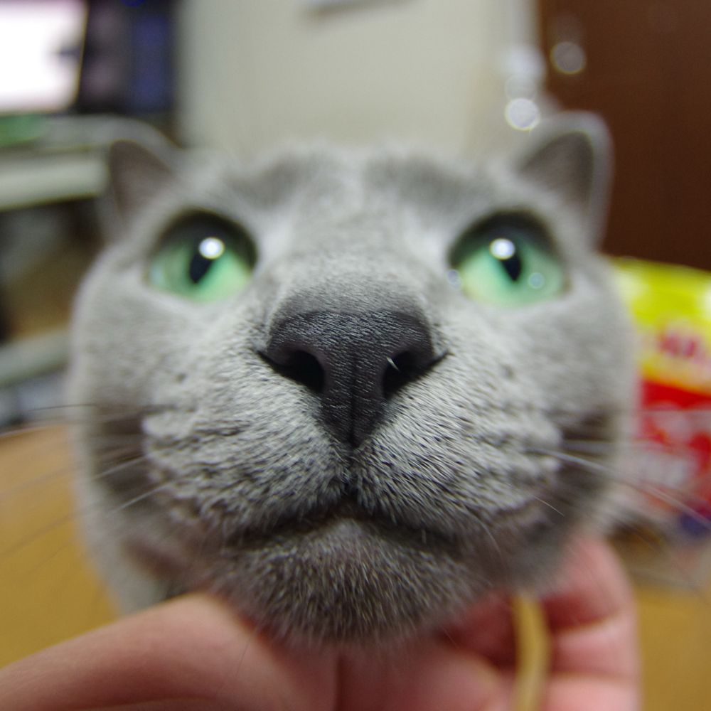 えは🐈‍⬛