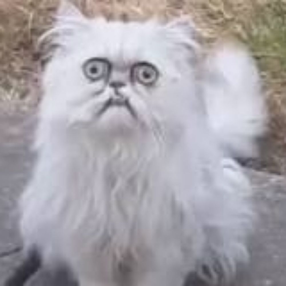 Gus