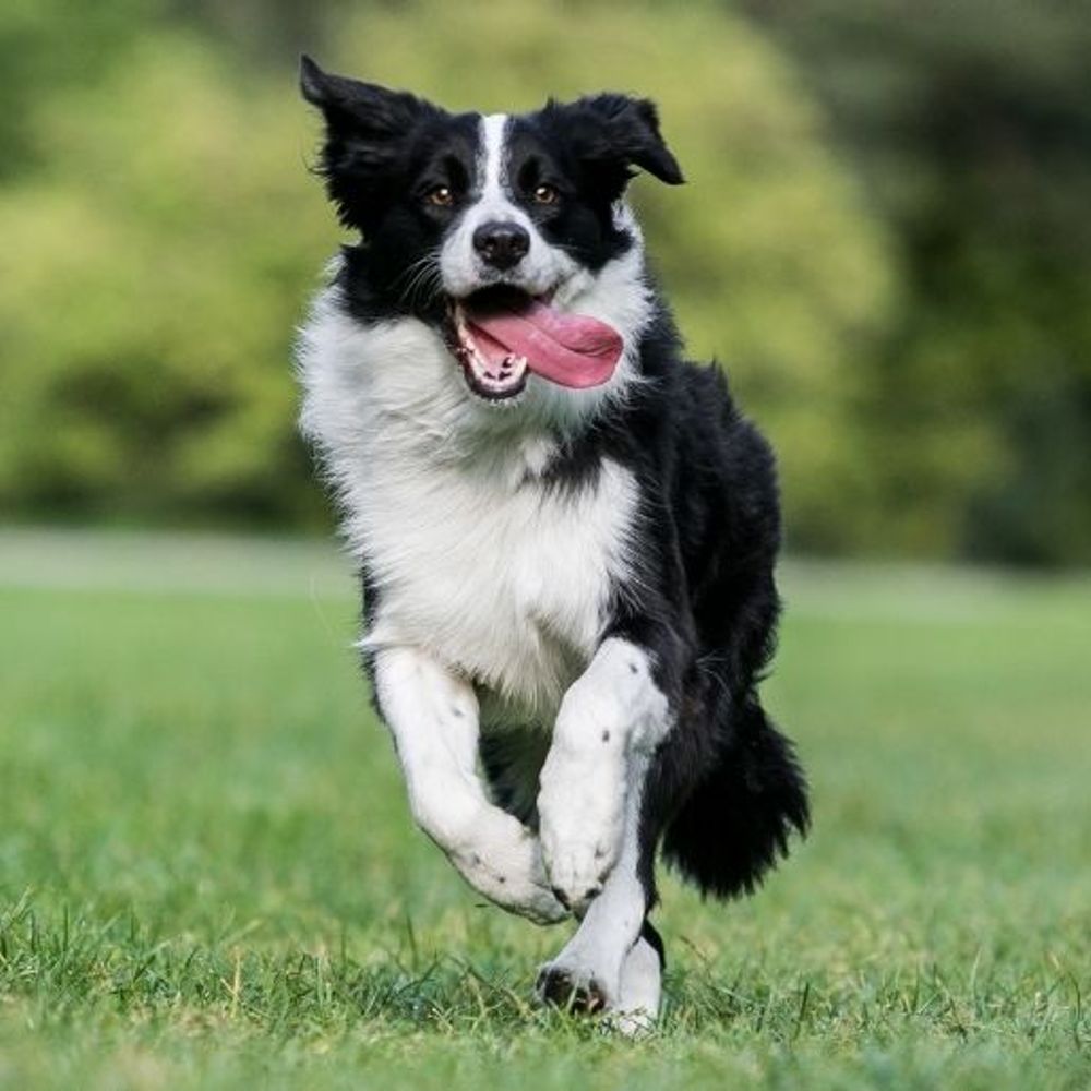 Border Collie
