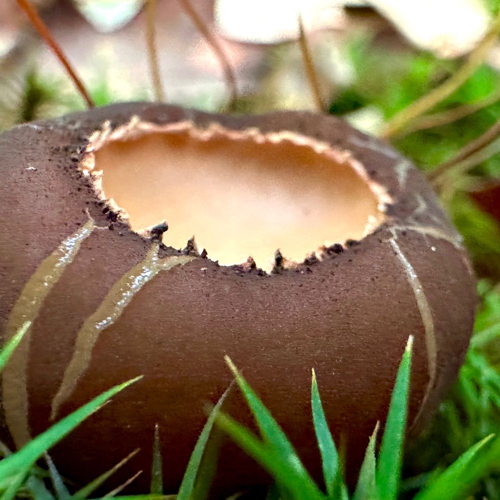 Fungi First