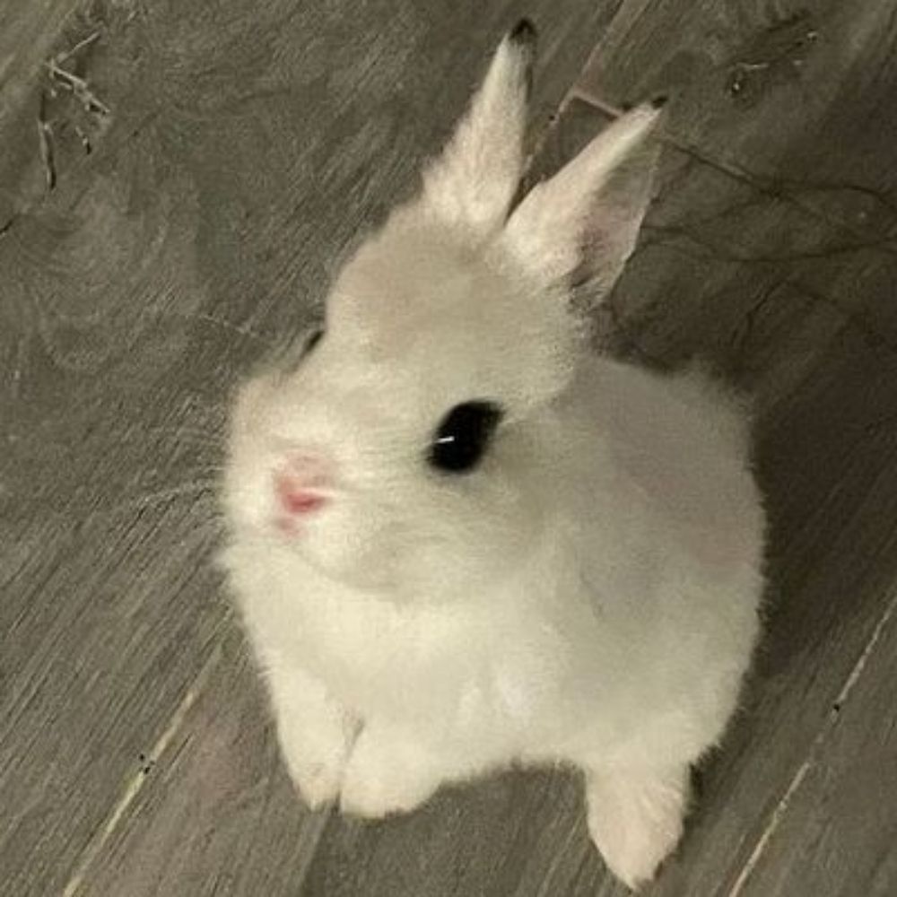 bunny