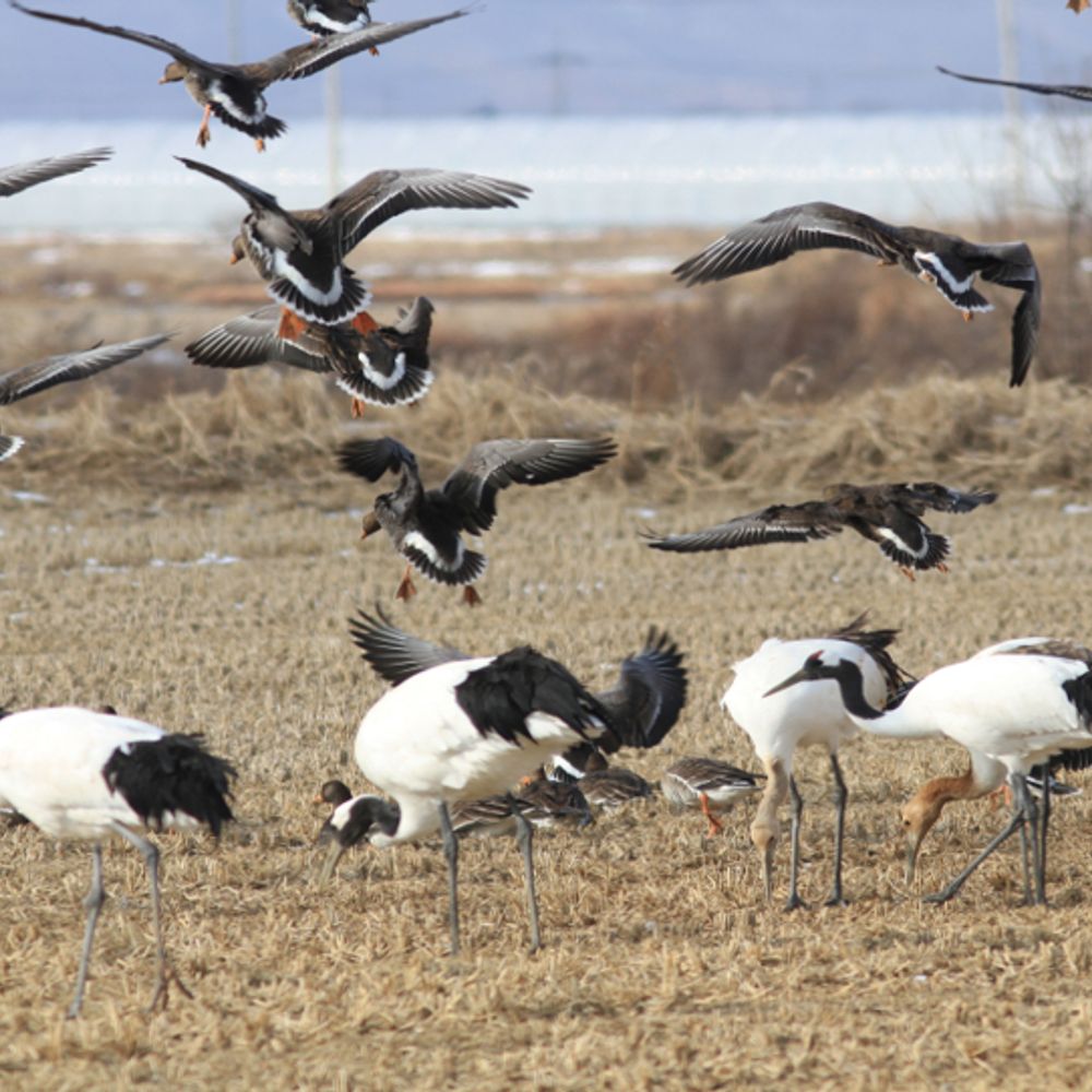 FlywaySpike 