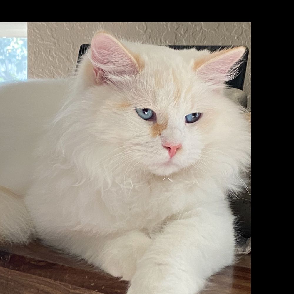 Siberian Life Cattery
