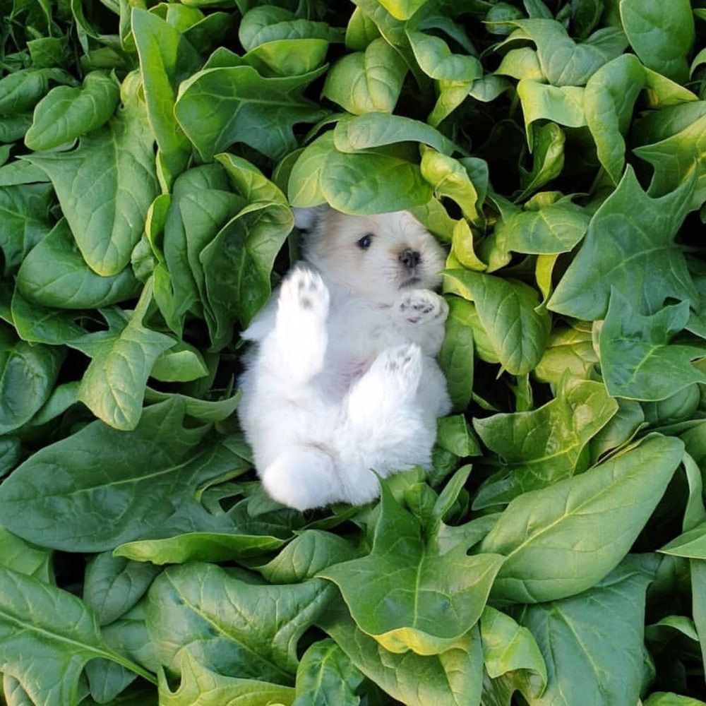 キュ ▼ • ᴥ •▼ 