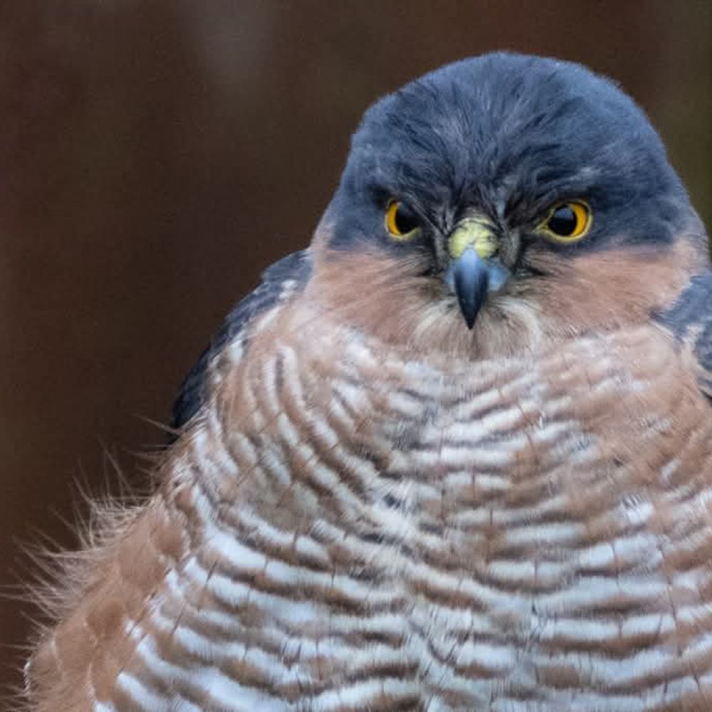 Brian the Birder
