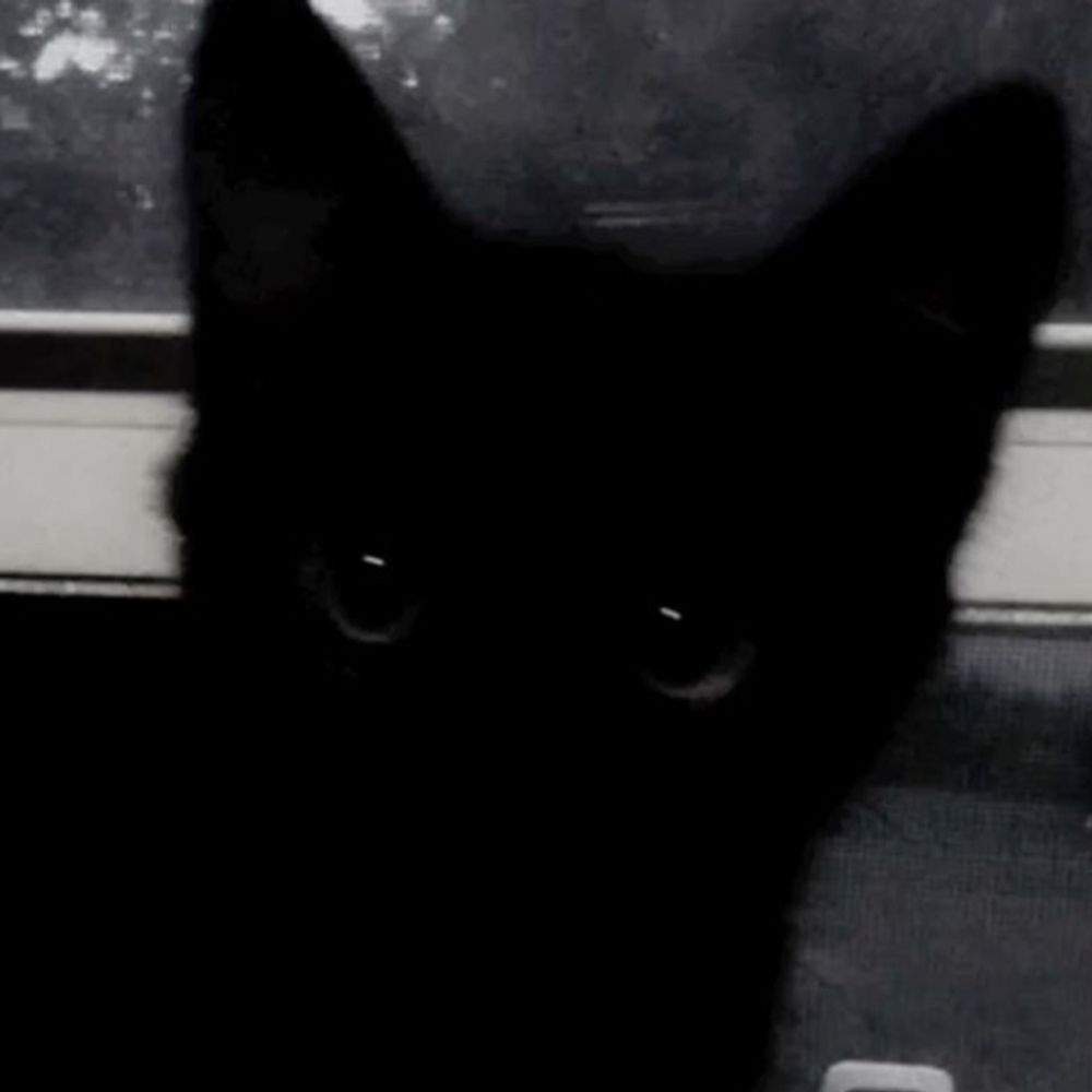 ꒰১₍^.  ̫.^₎ ໒꒱🐾