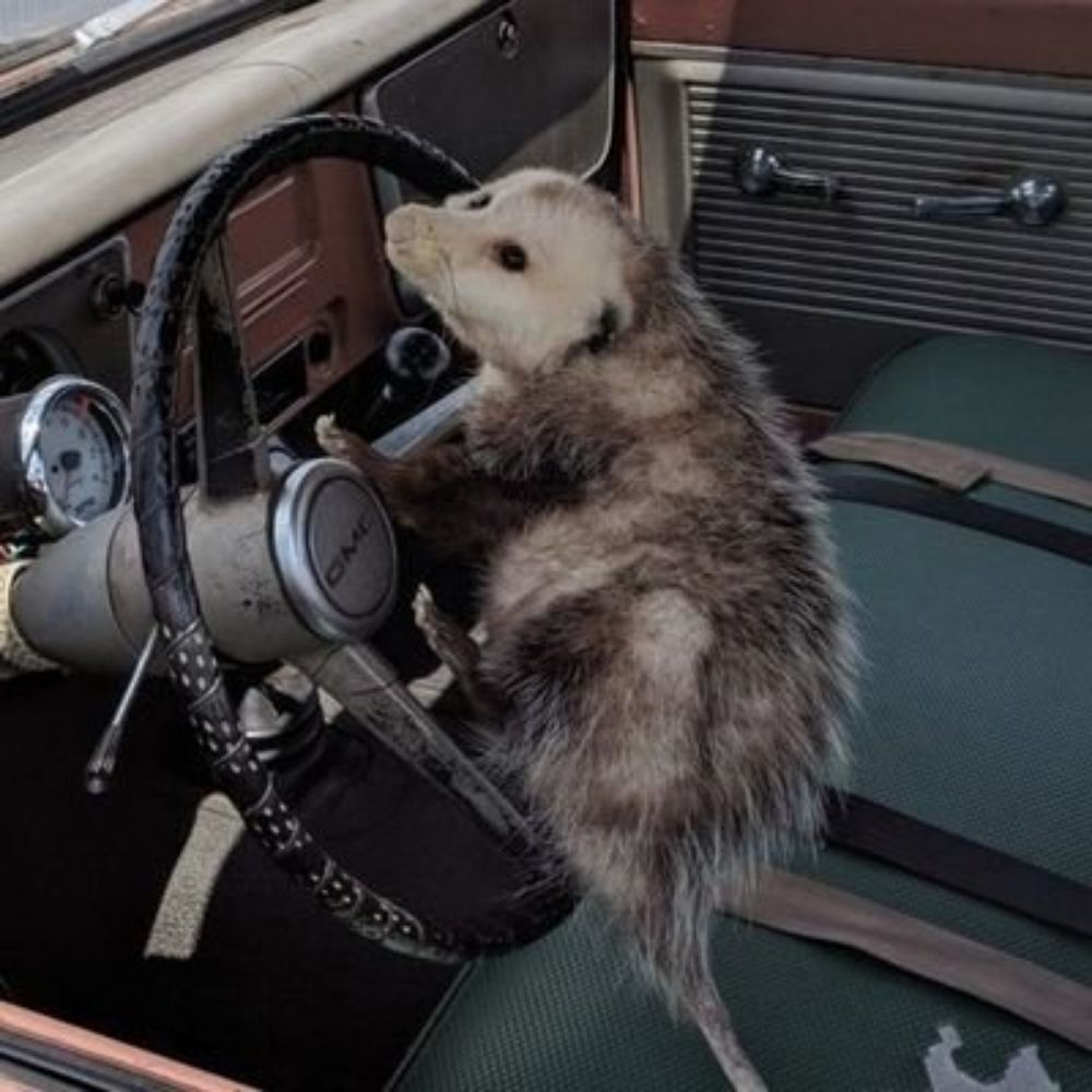Possum in the Sun