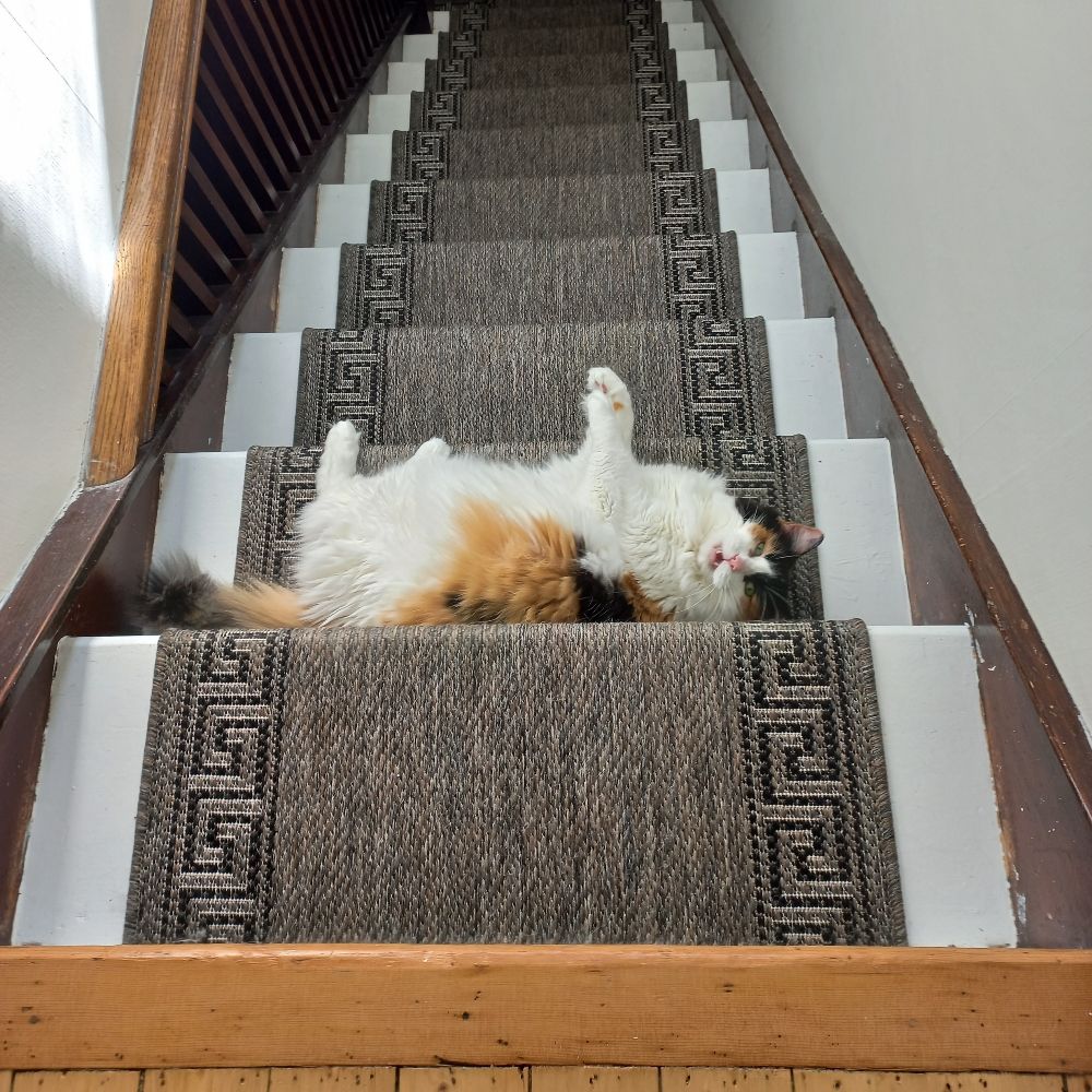 Not a cat