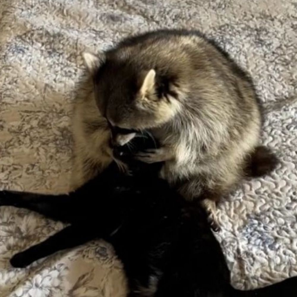 걁