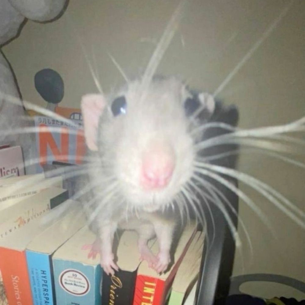 rato túlio