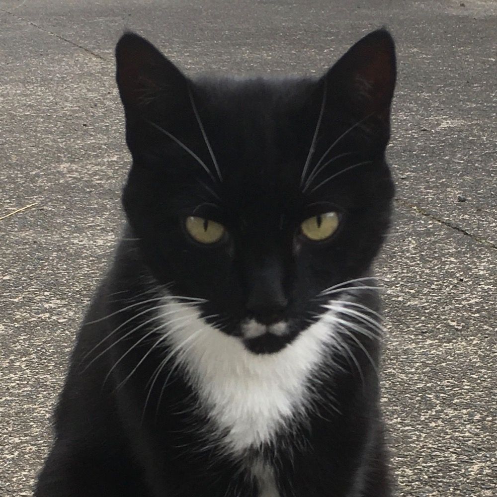 CuriousCat