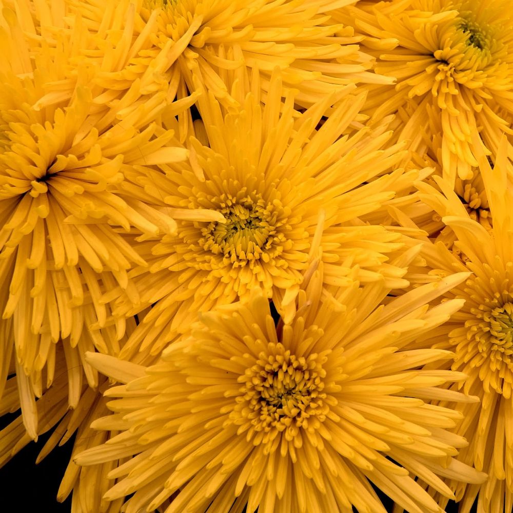 Canicouba