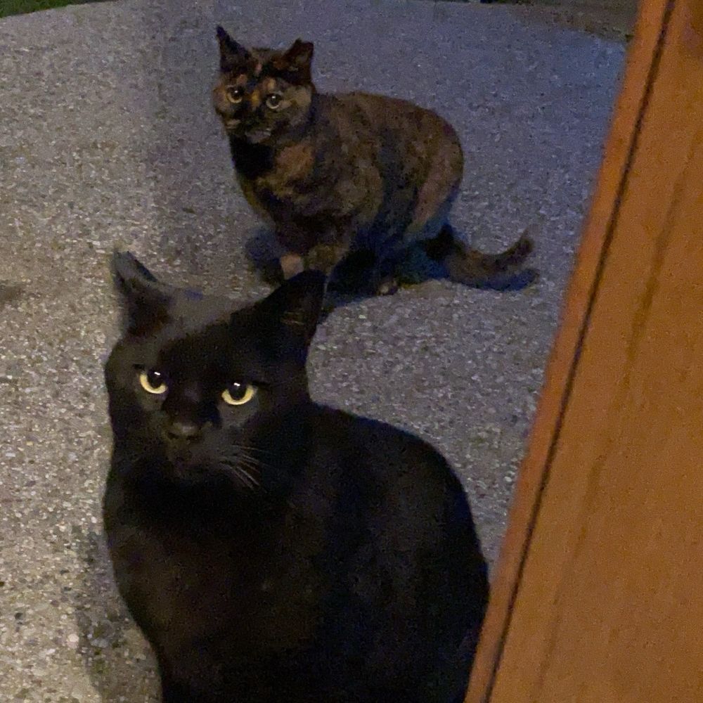 にゃっす