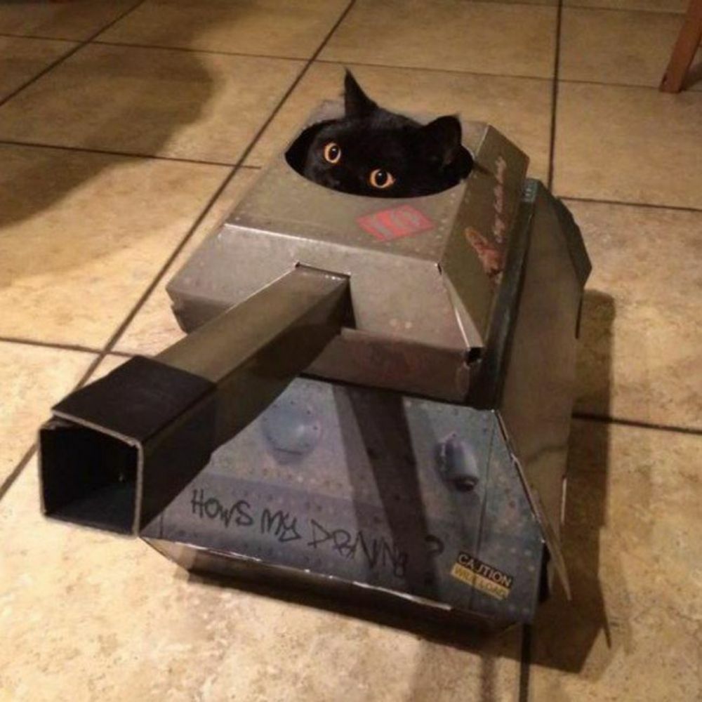 Cat of Tank