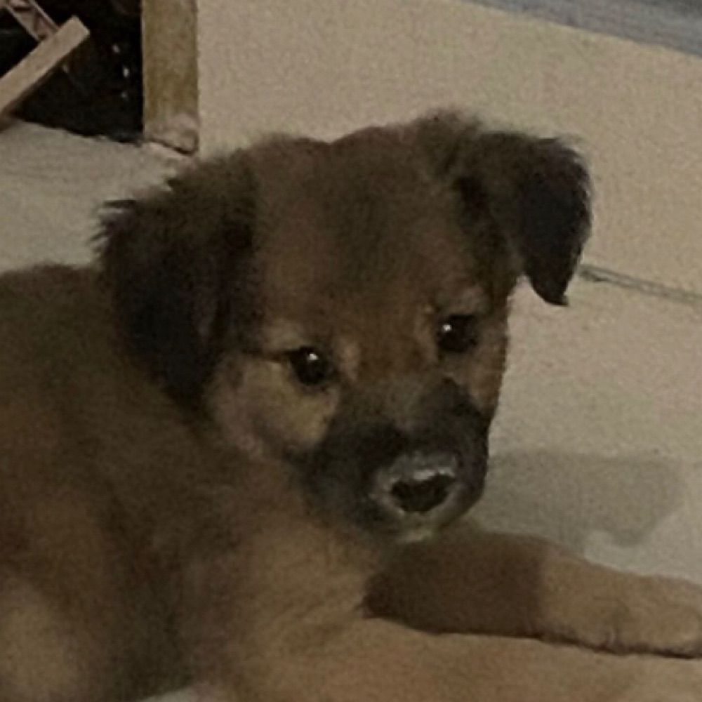 riri