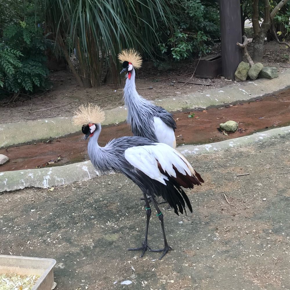 木目