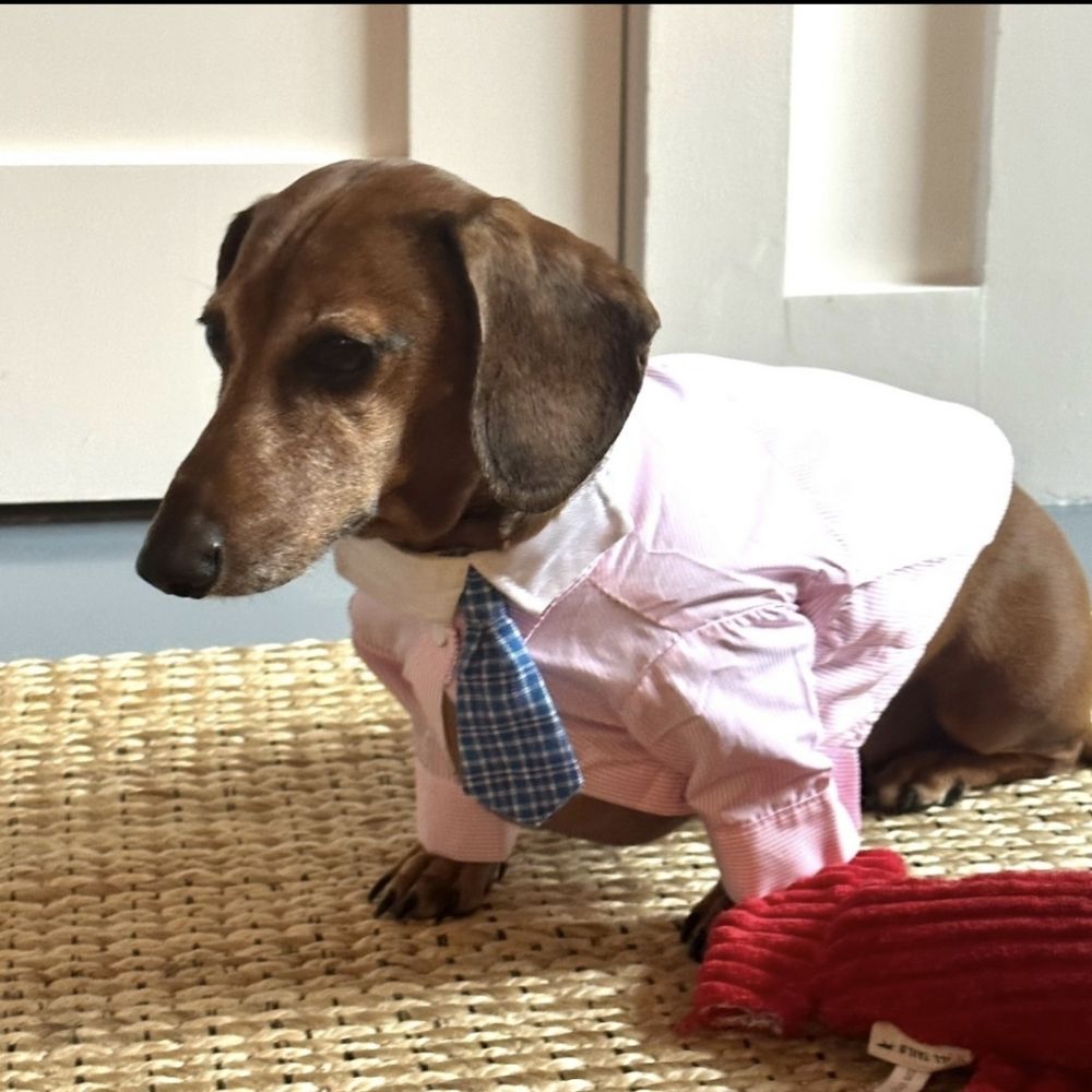 doutor em swagnometry