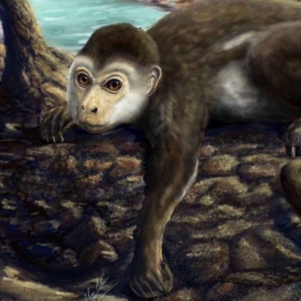 Primate Chilensis
